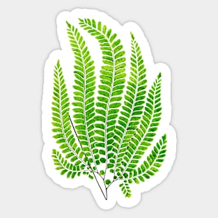 Rough maidenhair fern botanical illustration Sticker